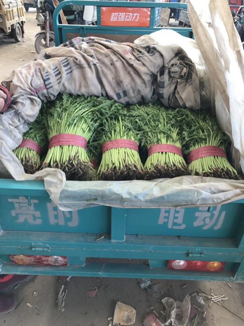 茼蒿