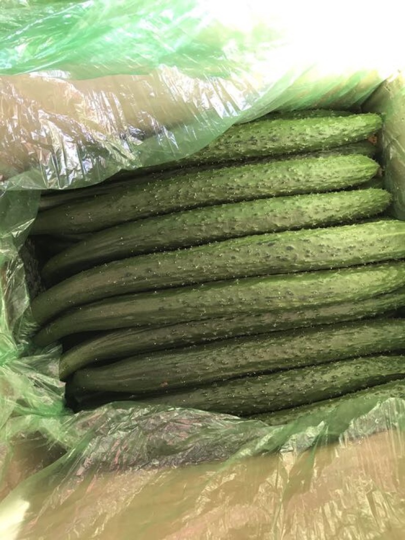 黄瓜18~22公分鲜花带刺