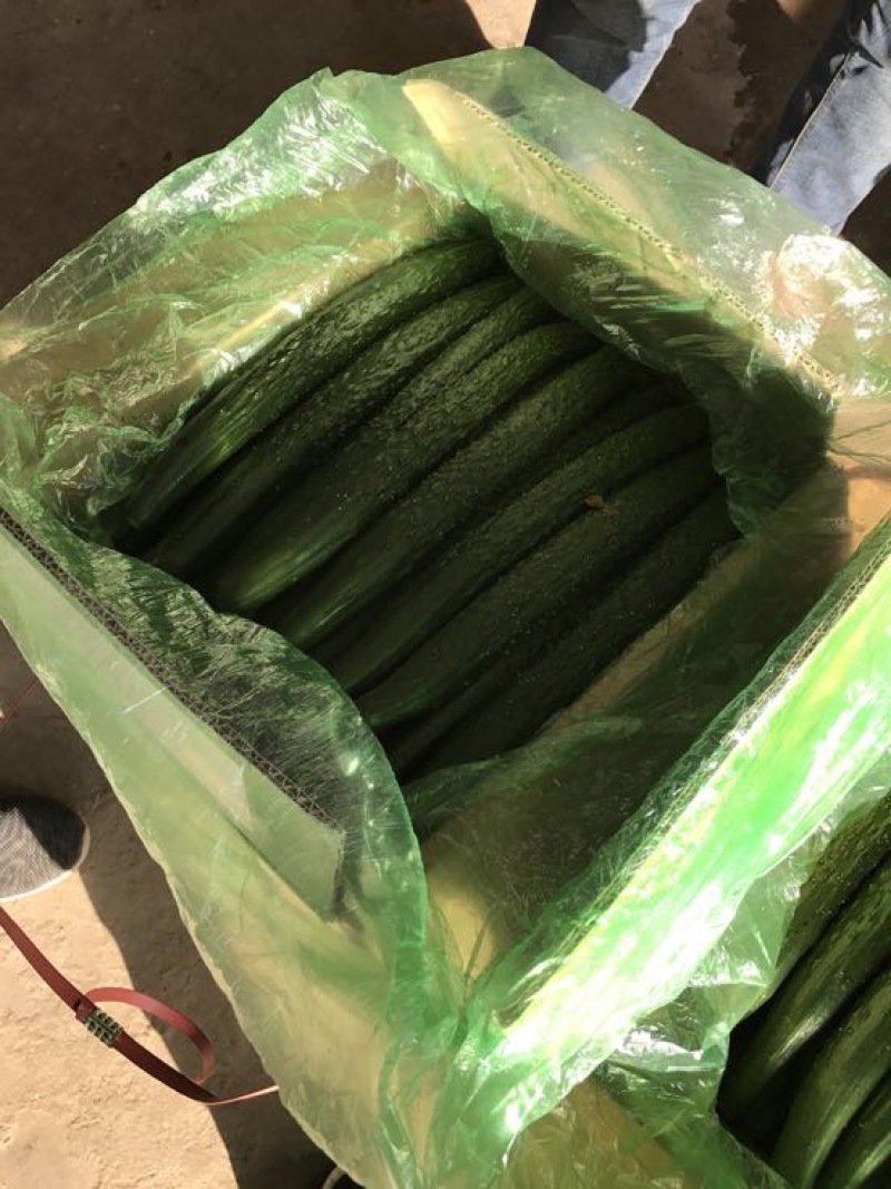 黄瓜18~22公分鲜花带刺