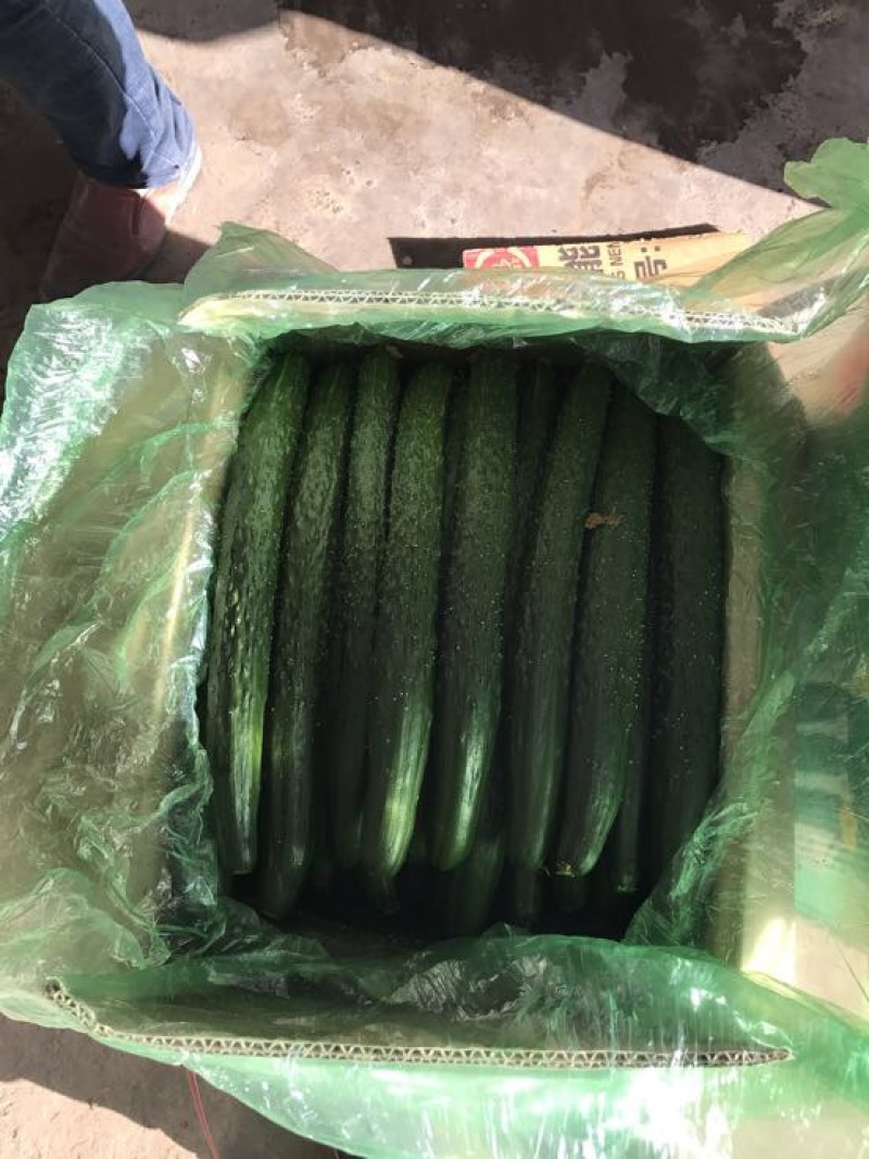 黄瓜18~22公分鲜花带刺