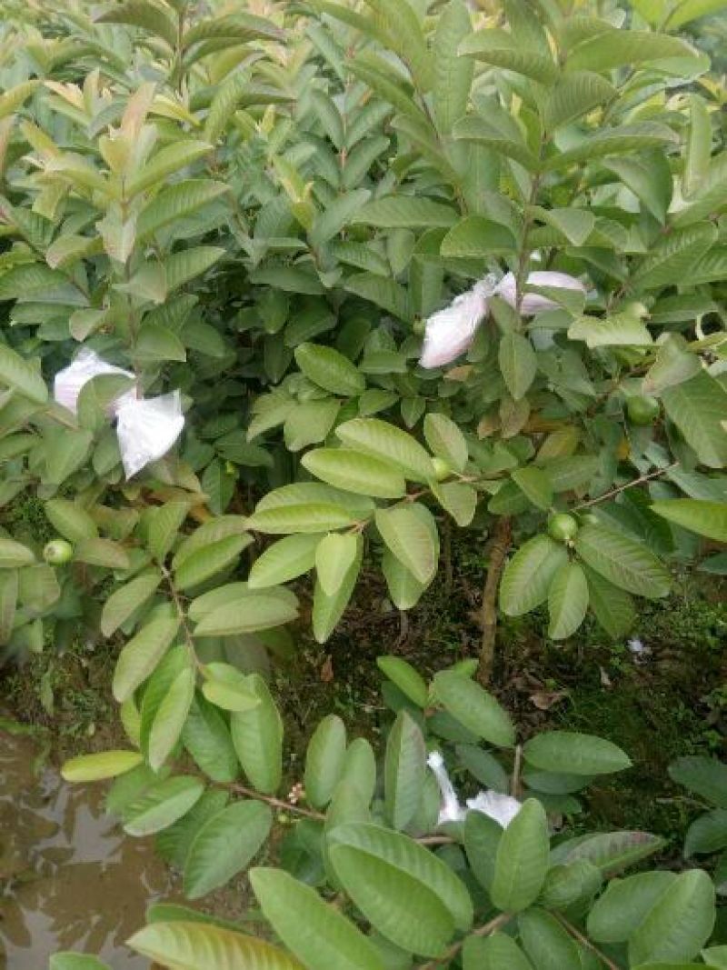 西瓜番石榴苗30~50cm
