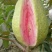 西瓜番石榴苗30~50cm