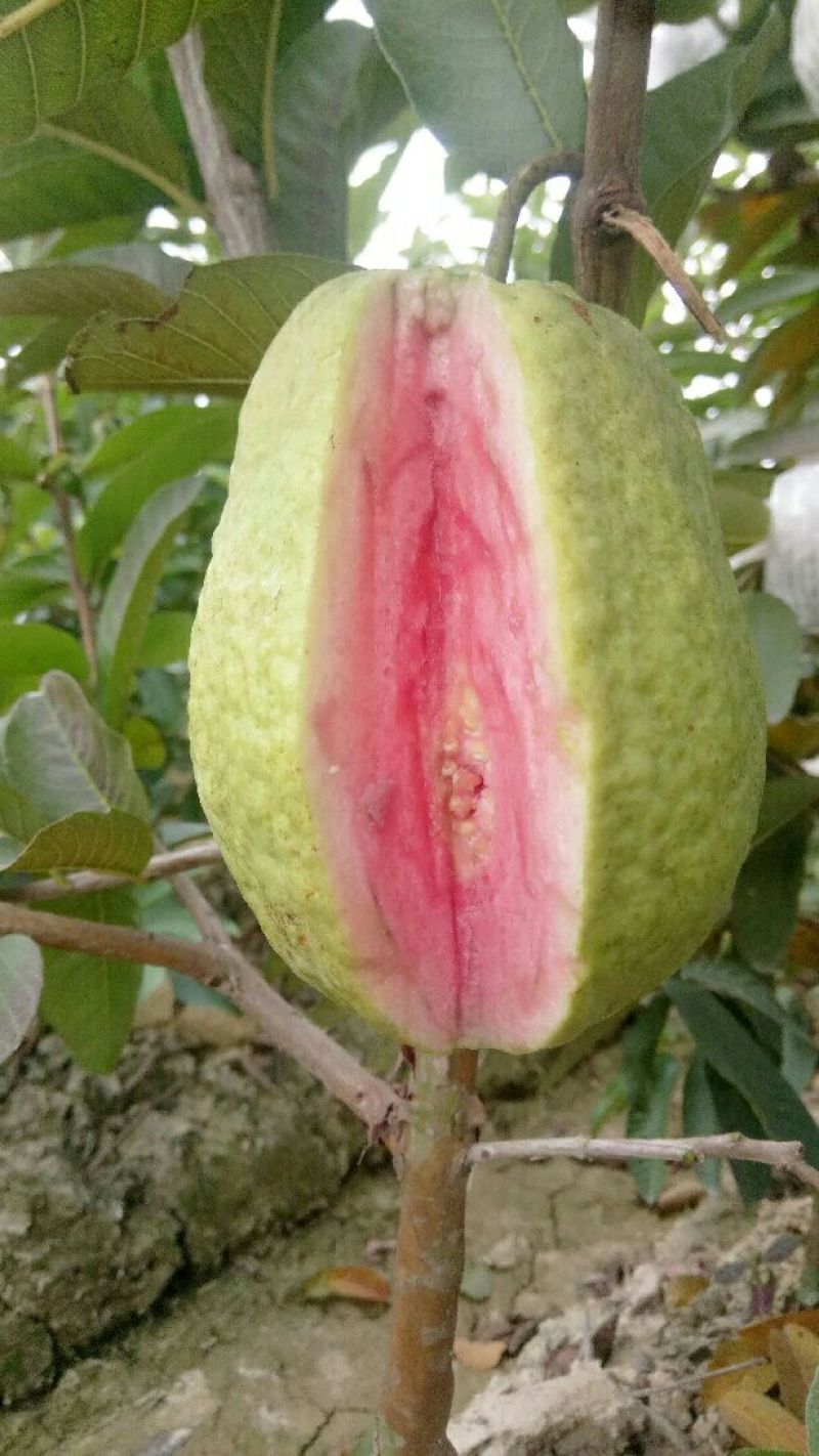 西瓜番石榴苗30~50cm