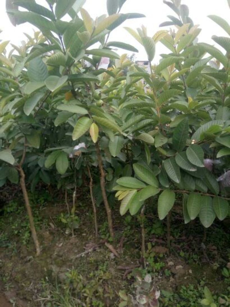 西瓜番石榴苗30~50cm