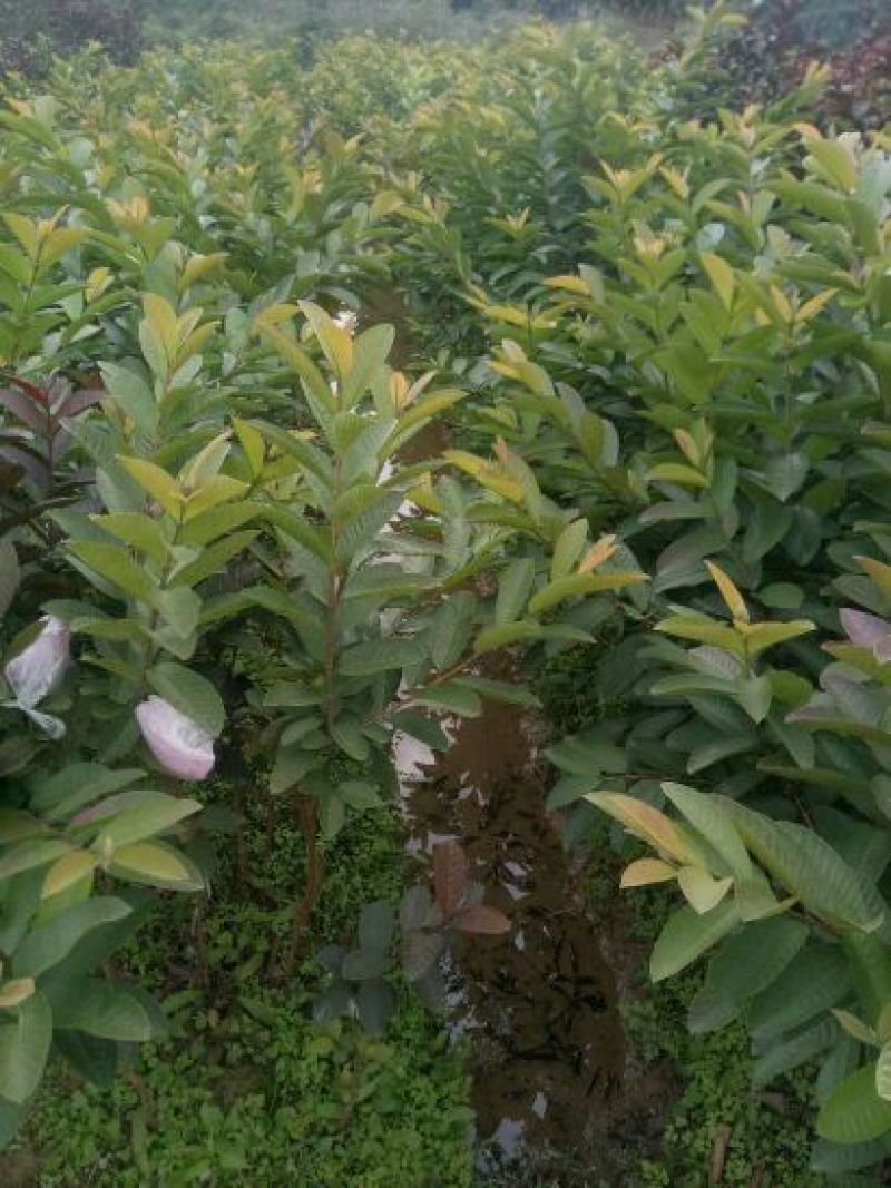 西瓜番石榴苗30~50cm