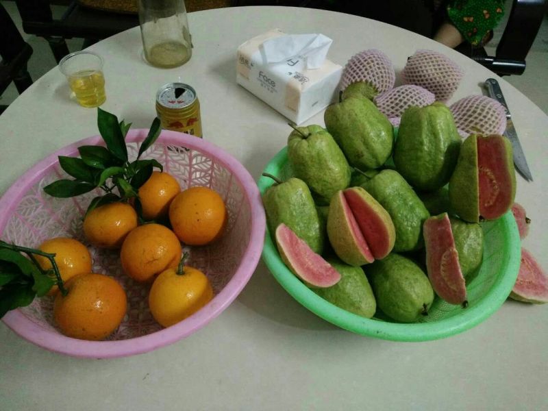 西瓜番石榴苗30~50cm