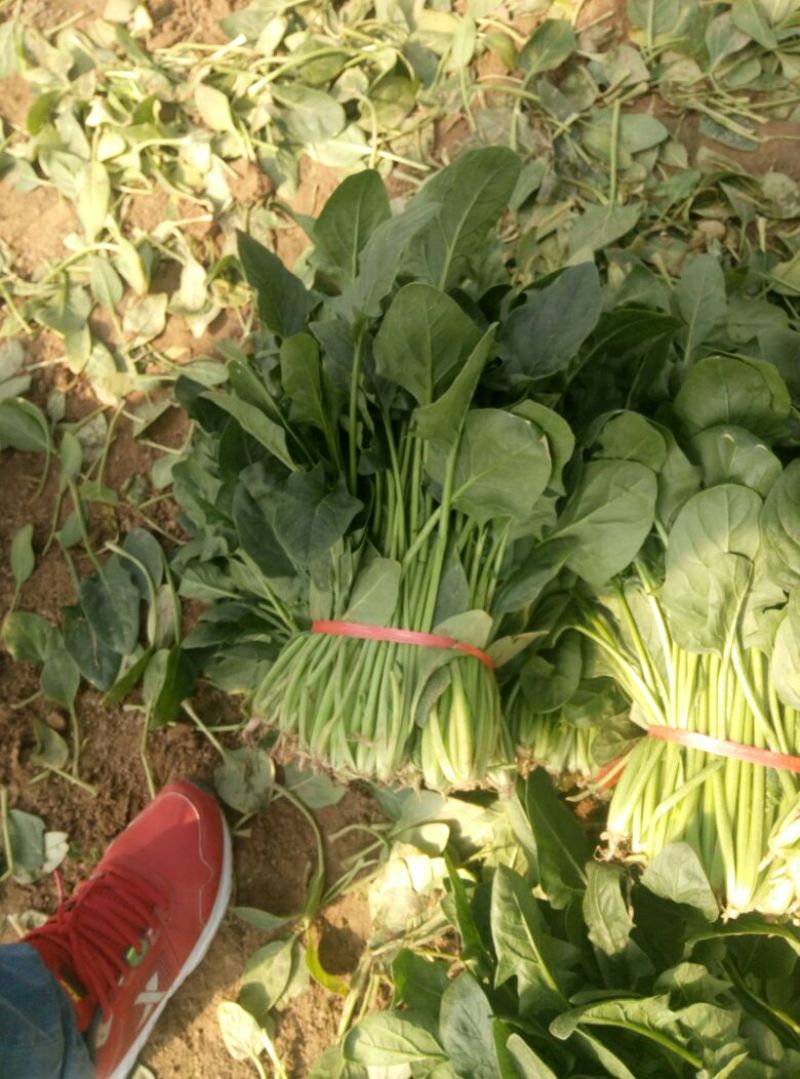越冬菠菜25~30厘米