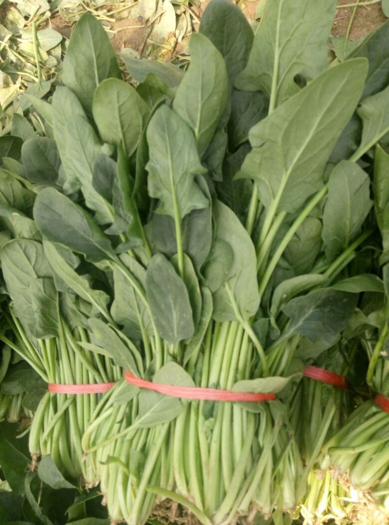越冬菠菜25~30厘米