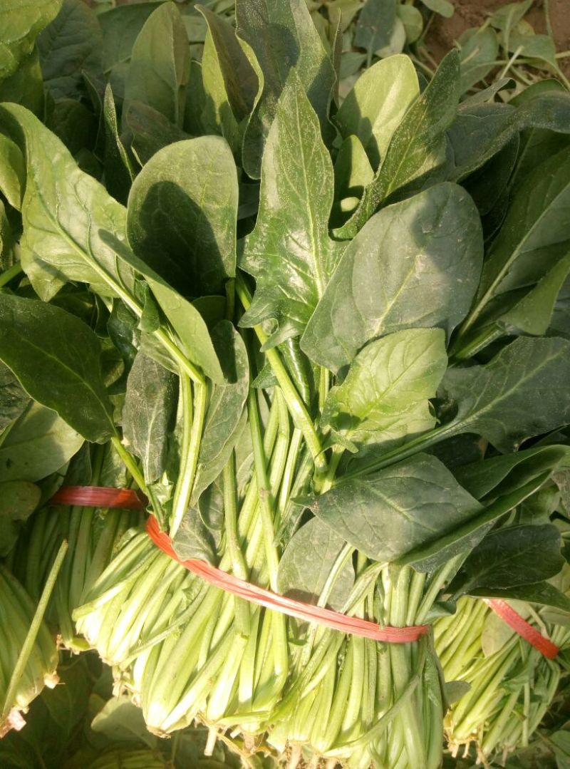 越冬菠菜25~30厘米