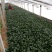 越冬菠菜25~30厘米