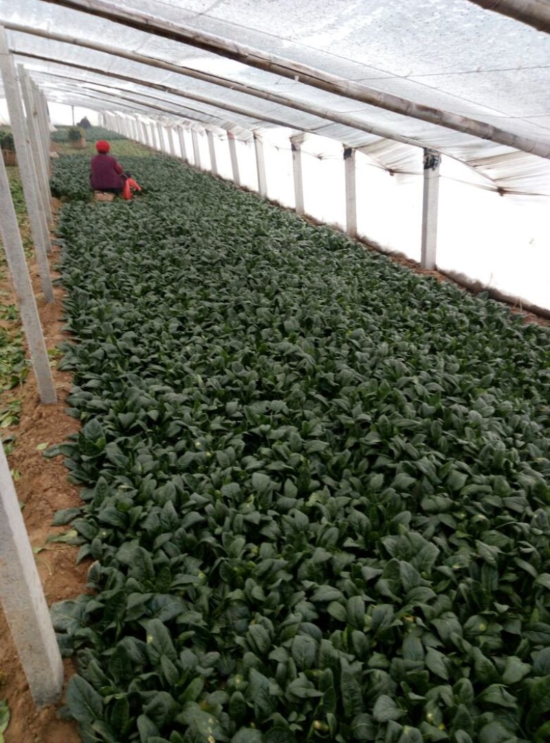 越冬菠菜25~30厘米