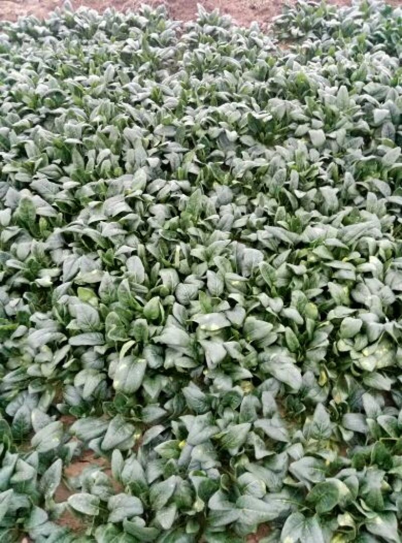 越冬菠菜25~30厘米