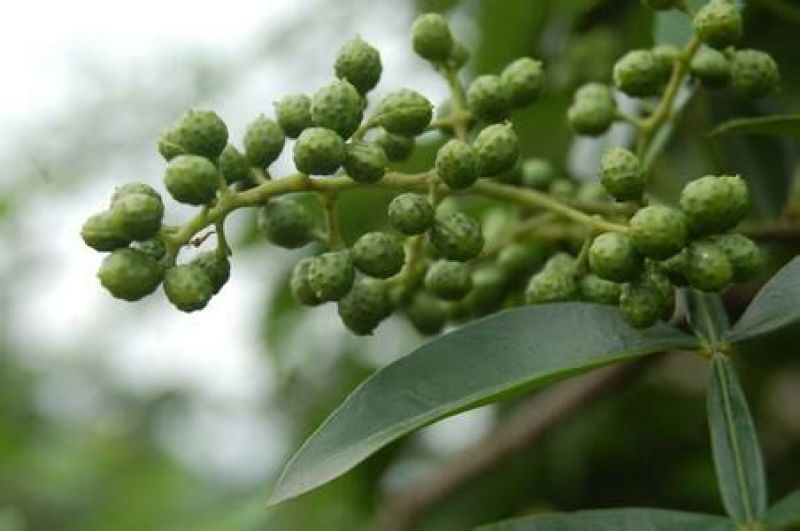 基地直销花椒苗大红袍花椒，无刺花椒苗0.5~1年