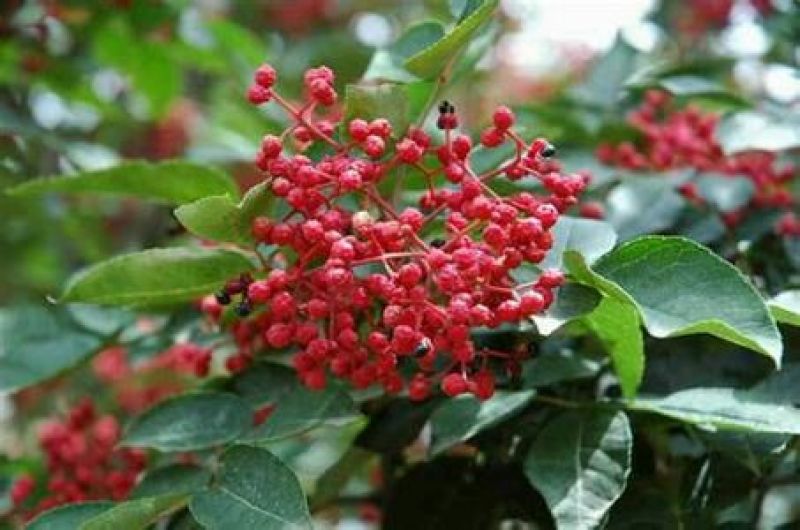 基地直销花椒苗大红袍花椒，无刺花椒苗0.5~1年