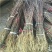 基地直销花椒苗大红袍花椒，无刺花椒苗0.5~1年