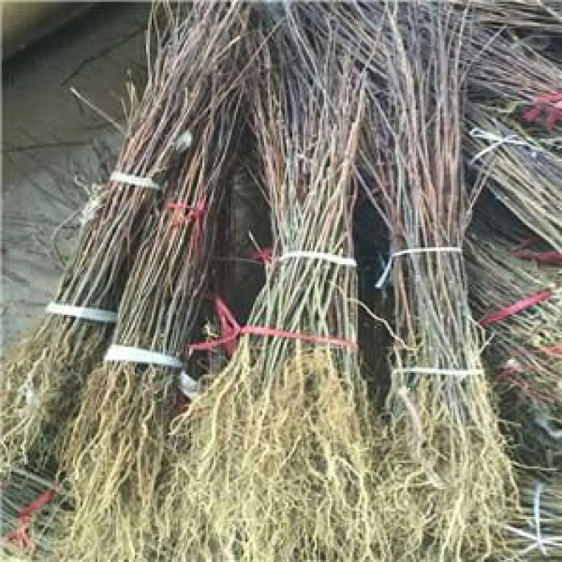 基地直销花椒苗大红袍花椒，无刺花椒苗0.5~1年