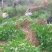 基地直销花椒苗大红袍花椒，无刺花椒苗0.5~1年