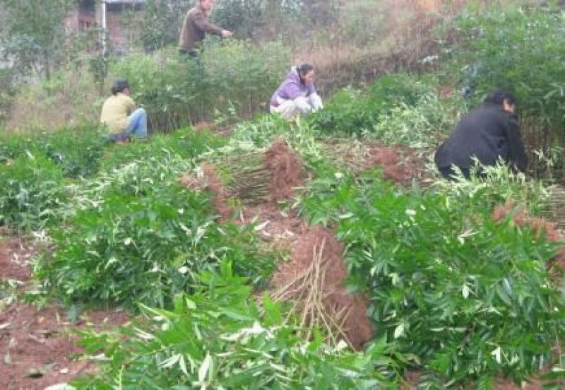基地直销花椒苗大红袍花椒，无刺花椒苗0.5~1年