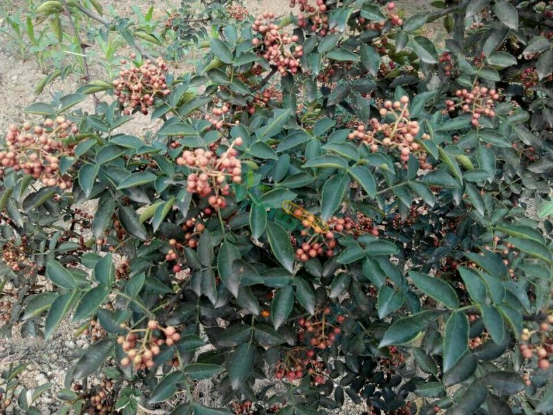 基地直销花椒苗大红袍花椒，无刺花椒苗0.5~1年