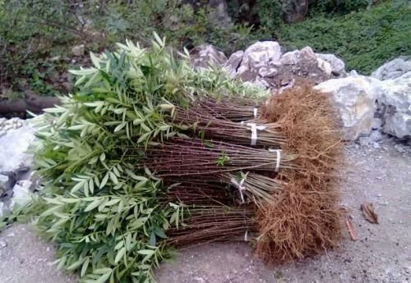 基地直销花椒苗大红袍花椒，无刺花椒苗0.5~1年