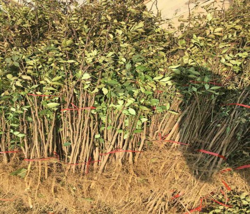 基地直销花椒苗大红袍花椒，无刺花椒苗0.5~1年