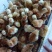 红玉鸡苗，笨鸡苗，芦花鸡苗