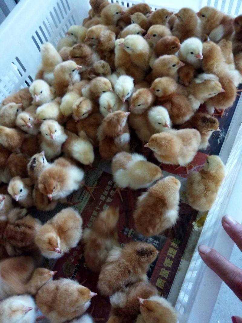 红玉鸡苗，笨鸡苗，芦花鸡苗