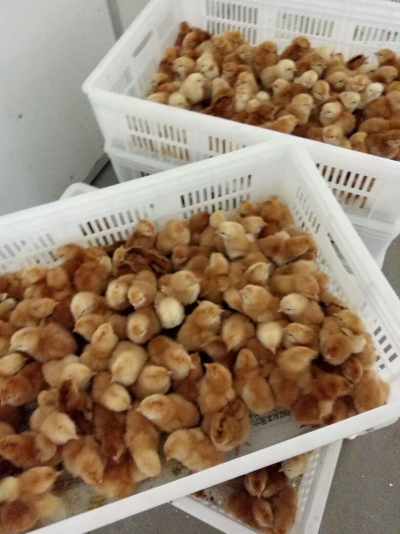 红玉鸡苗，笨鸡苗，芦花鸡苗