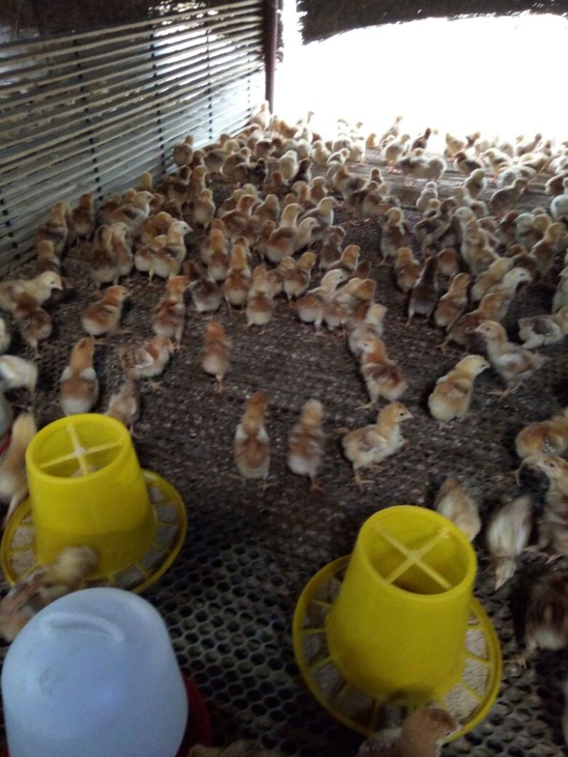 红玉鸡苗，笨鸡苗，芦花鸡苗