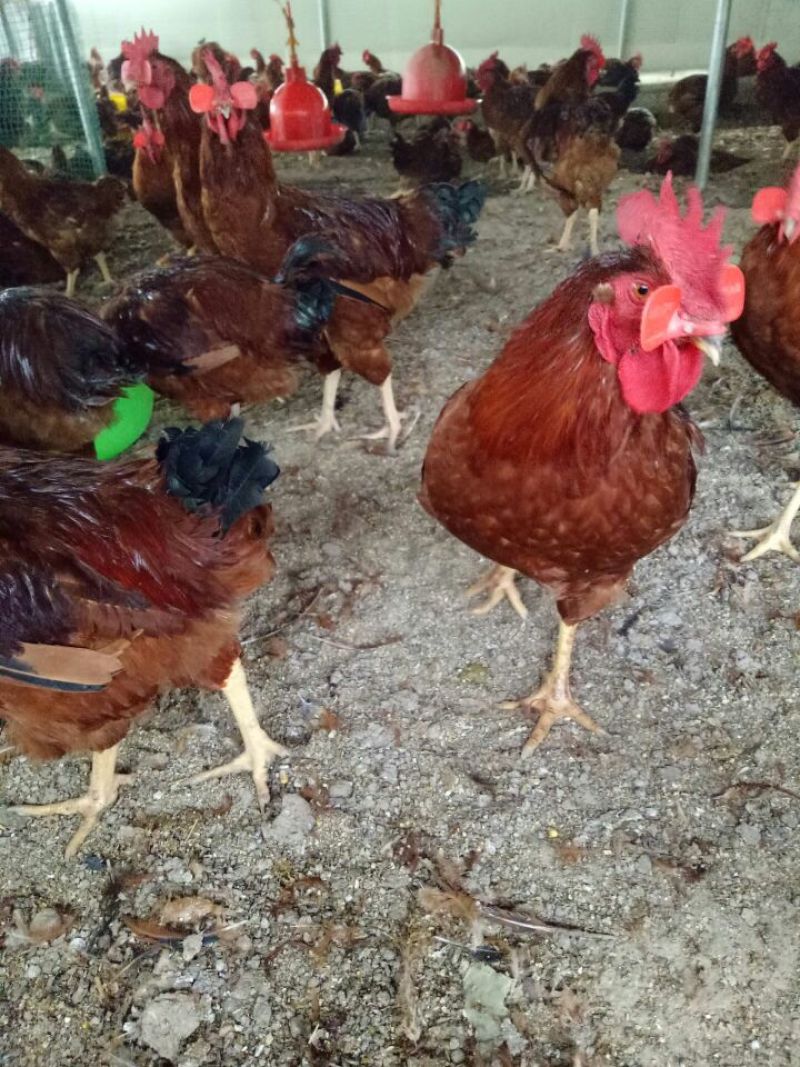 红玉鸡苗，笨鸡苗，芦花鸡苗