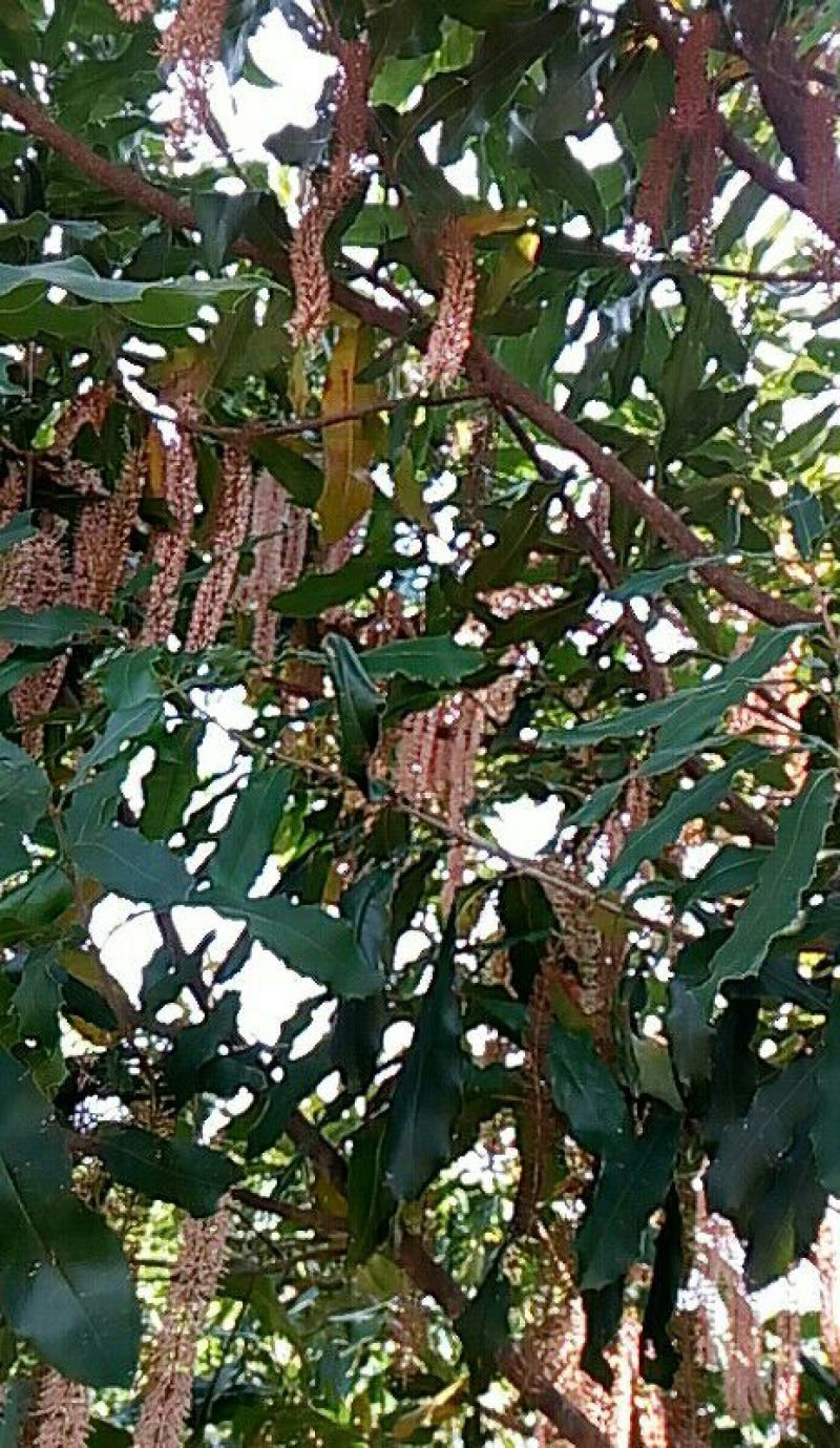 云南野生土蜂蜜蜂蜜