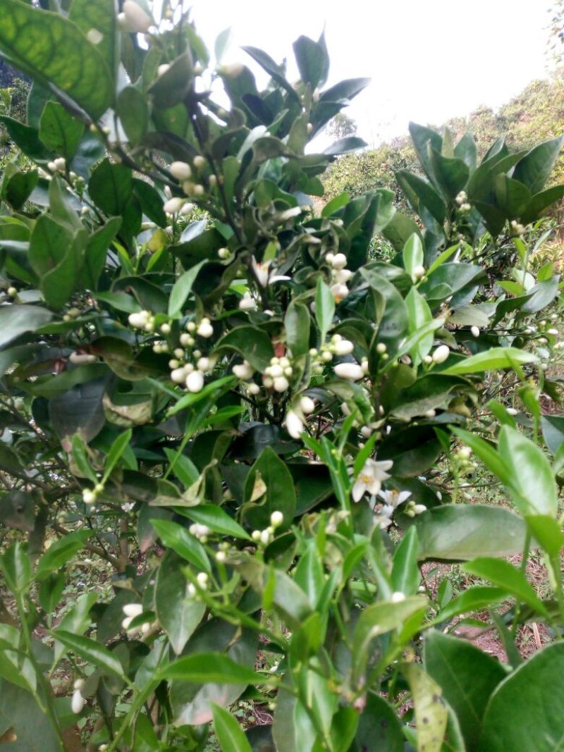 云南野生土蜂蜜蜂蜜