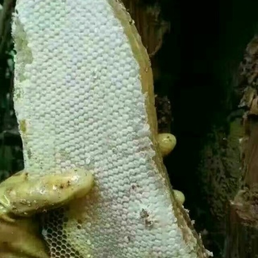 云南野生土蜂蜜蜂蜜