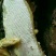 云南野生土蜂蜜蜂蜜