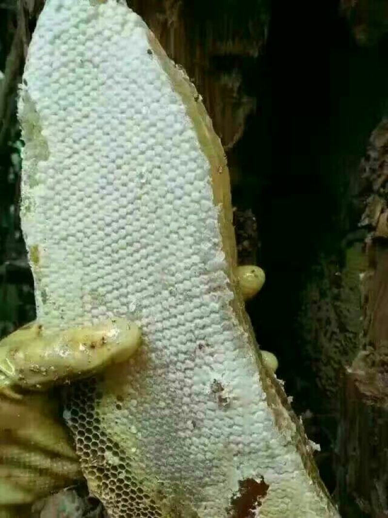 云南野生土蜂蜜蜂蜜