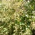 云南野生土蜂蜜蜂蜜