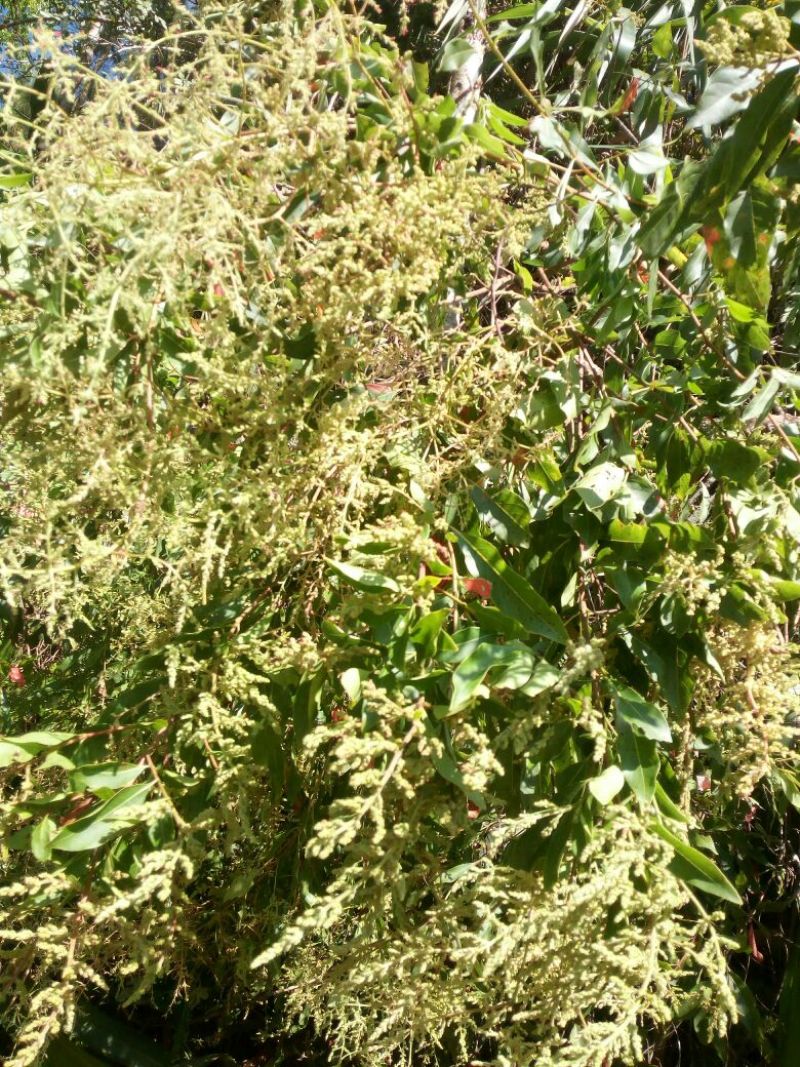云南野生土蜂蜜蜂蜜