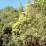 云南野生土蜂蜜蜂蜜