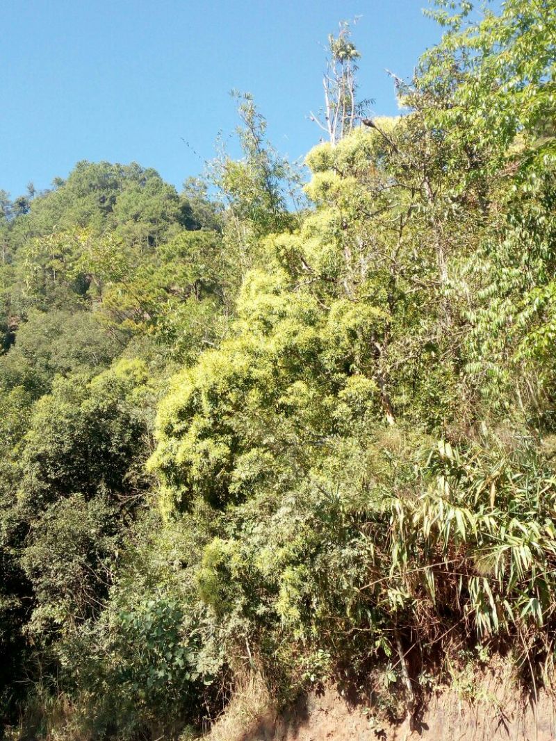 云南野生土蜂蜜蜂蜜