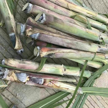 黑皮甘蔗种，4一8个芽