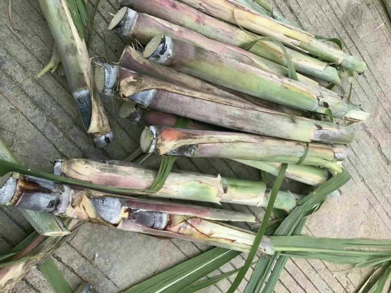 黑皮甘蔗种，4一8个芽