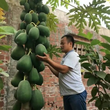 木瓜树苗10~20cm