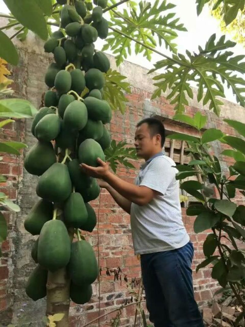 木瓜树苗10~20cm