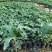 木瓜树苗10~20cm