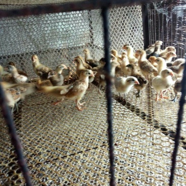 脱温鸡出壳鸡苗，育雏十天鸡苗