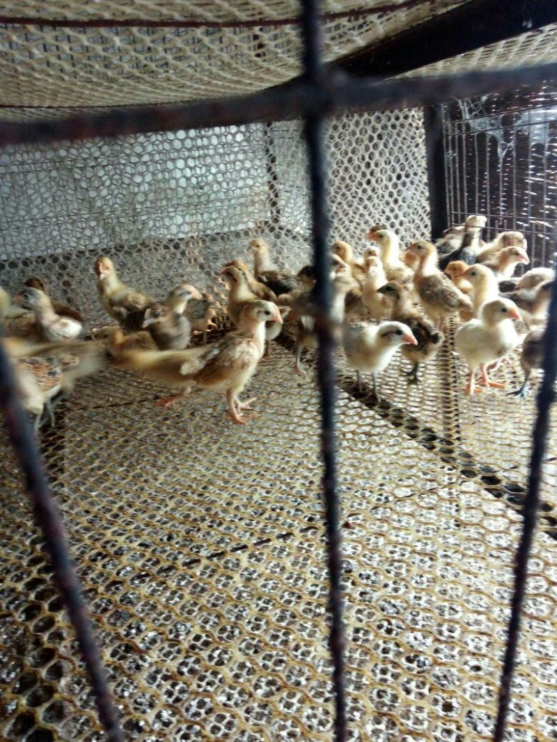脱温鸡出壳鸡苗，育雏十天鸡苗