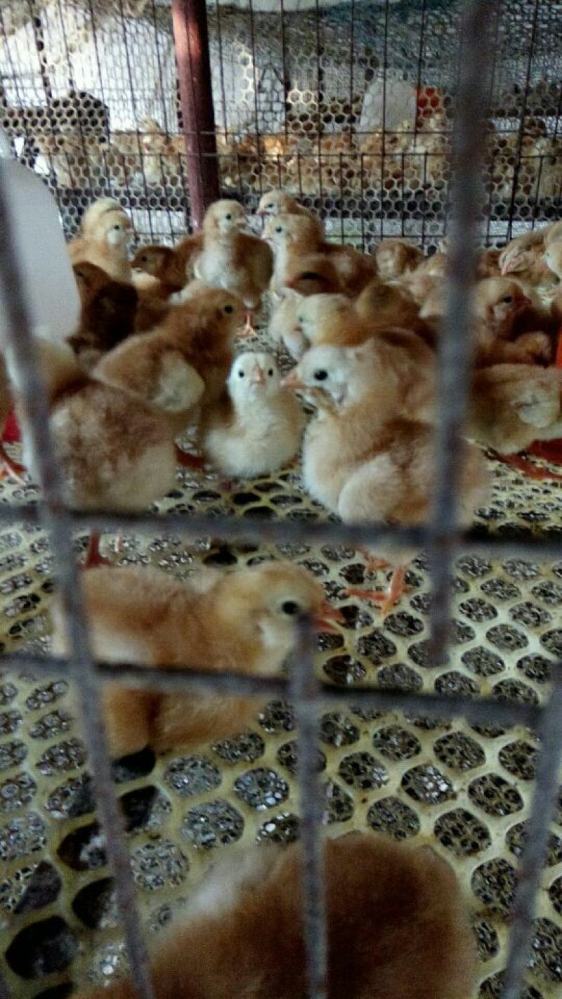 脱温鸡出壳鸡苗，育雏十天鸡苗