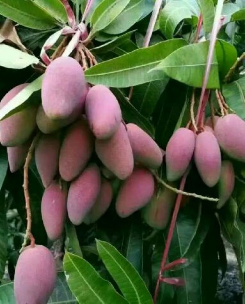芒果苗1m以下