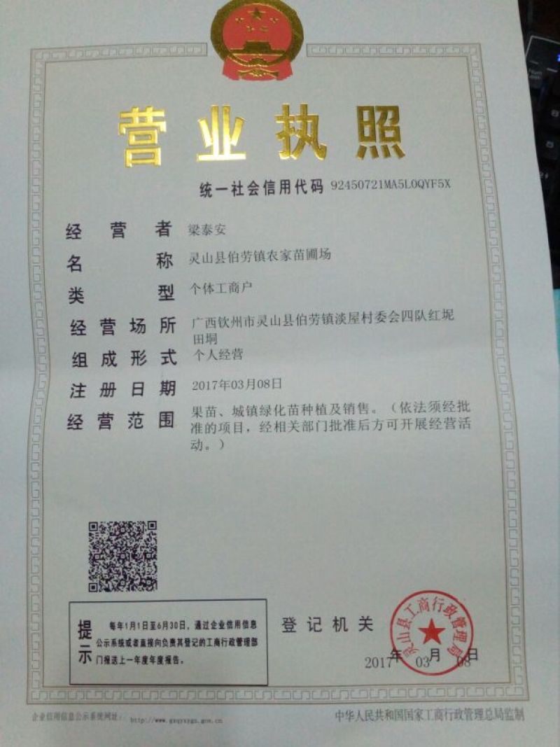 枇杷树苗30~50cm