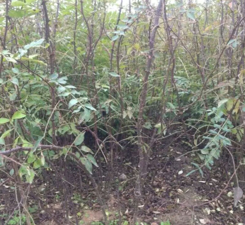 花椒苗0.5~1年